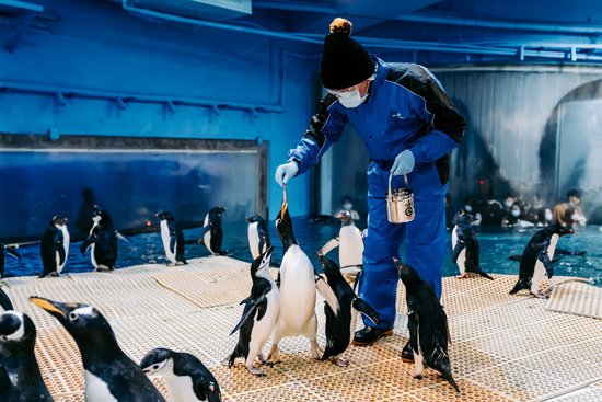 2023屏東海生館：我與企鵝的0.1毫米（二月份企鵝飼育照護體驗）