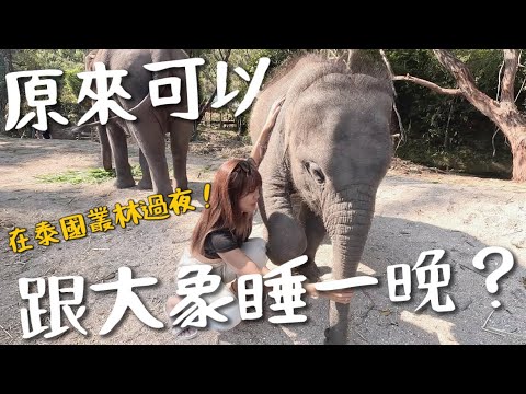 每週限定！大象一起睡覺？還要先幫大象洗澡！泰國最棒Airbnb 體驗| Chiangmai