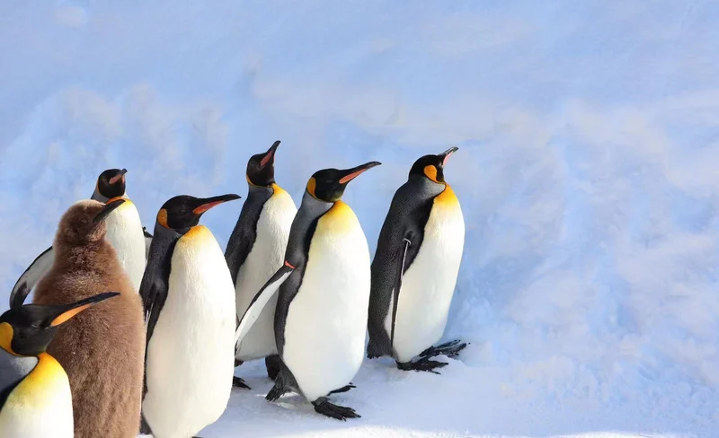 旭山動物園+美瑛青池（或網紅樹）+白鬚瀑布（或四季彩之丘）+森林精靈露臺（札幌出發）北海道一日遊