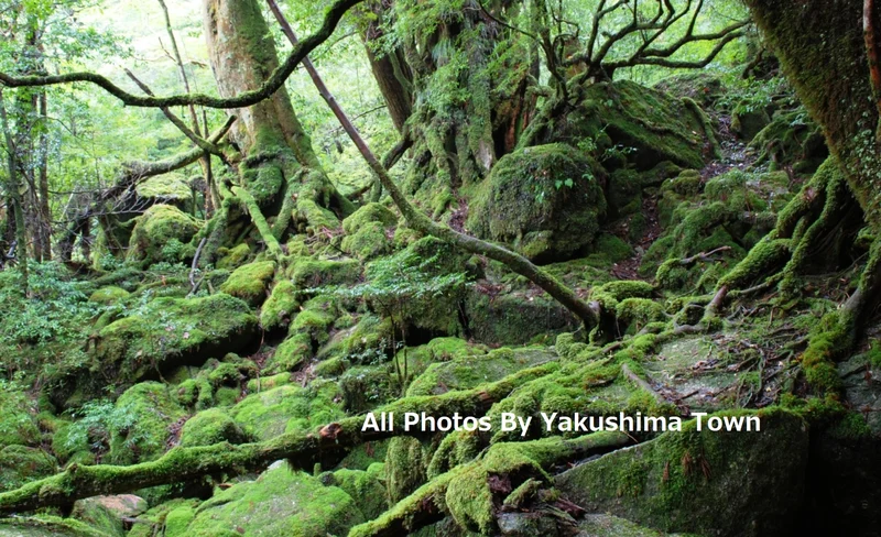 屋久島白谷雲水峽1日徒步遊（含英文導遊）